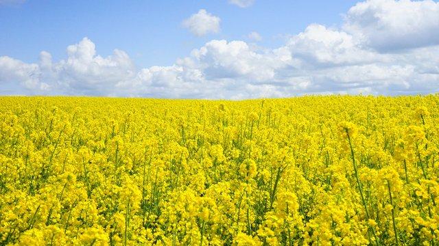 Ukraine and China have agreed to strengthen cooperation in the agricultural sector.